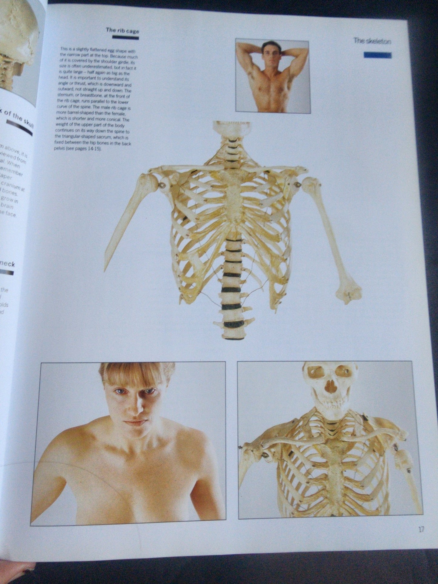 Complete Life Drawing Course by Diana Constance - Learn Figure Drawing & Anatomy - I Bought a Yard Sale