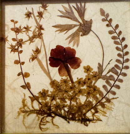 Vintage West German Dried Flower Art 🌸 1972 Framed Pressed Botanical Miniature