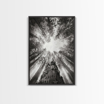 Redwood Canopy Sky, Majestic Forest Trees, Vertical Nature Scene, Framed Canvas Print, Wilderness Wall Art, Lodge or Den Decor - I Bought a Yard Sale