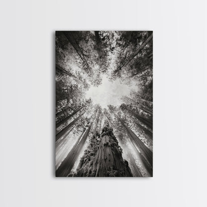Redwood Canopy Sky, Majestic Forest Trees, Vertical Nature Scene, Framed Canvas Print, Wilderness Wall Art, Lodge or Den Decor - I Bought a Yard Sale