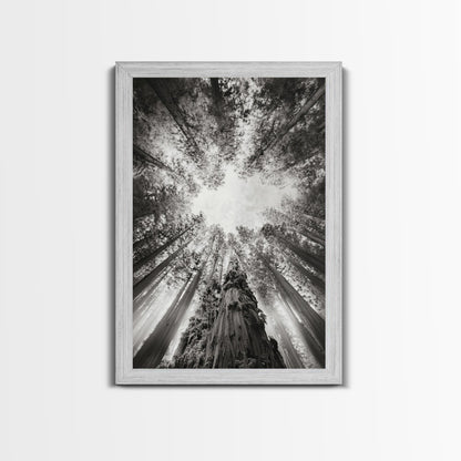 Redwood Canopy Sky, Majestic Forest Trees, Vertical Nature Scene, Framed Canvas Print, Wilderness Wall Art, Lodge or Den Decor - I Bought a Yard Sale