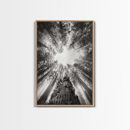 Redwood Canopy Sky, Majestic Forest Trees, Vertical Nature Scene, Framed Canvas Print, Wilderness Wall Art, Lodge or Den Decor - I Bought a Yard Sale