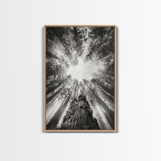 Redwood Canopy Sky, Majestic Forest Trees, Vertical Nature Scene, Framed Canvas Print, Wilderness Wall Art, Lodge or Den Decor - I Bought a Yard Sale